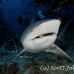 shark_bull_1d_srmr_beqa_h_0405_fij9347.jpg